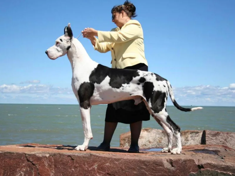 Chanoz Great Danes