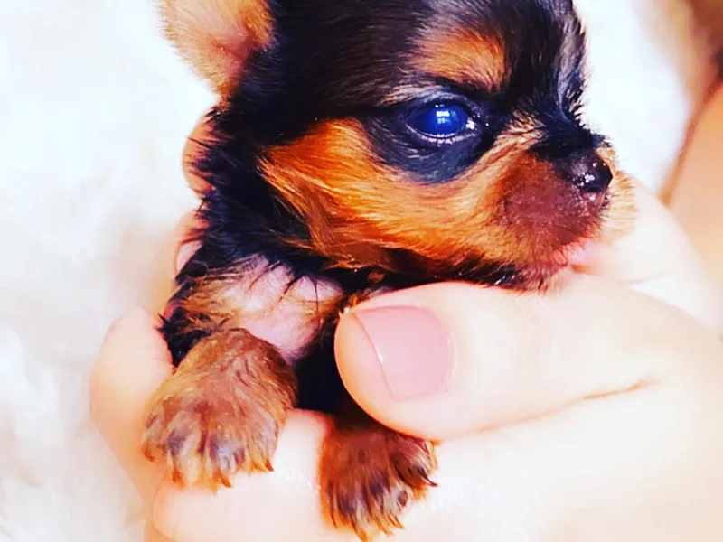 Chantailly Lace Yorkies