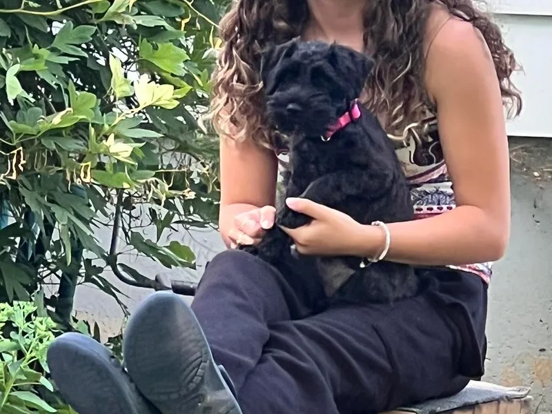 Chantel's Miniature Schnauzers