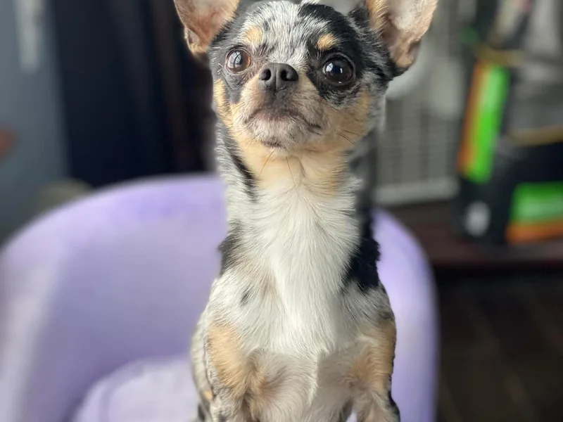 Chantilly chihuahuas