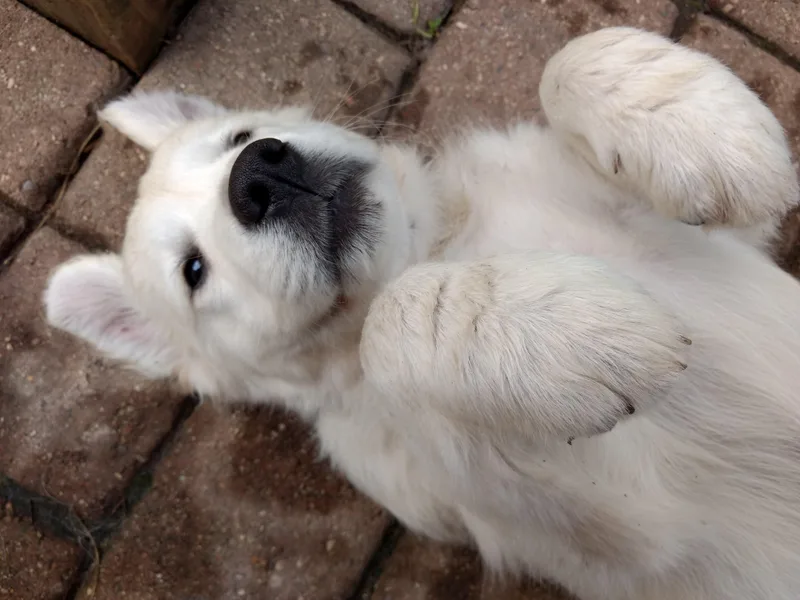 Chantilly Rose Goldens