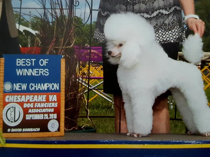 Chantur Poodles photo 1