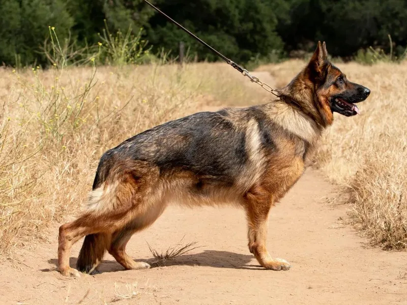 Chaotis German Shepherds