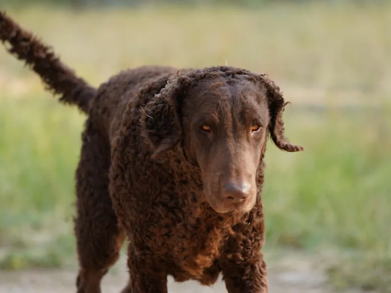 CHAPARRAL CURLY RETRIEVERS