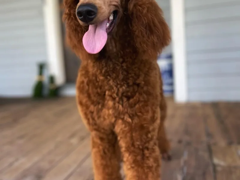 Chapel Farm Standard Poodles