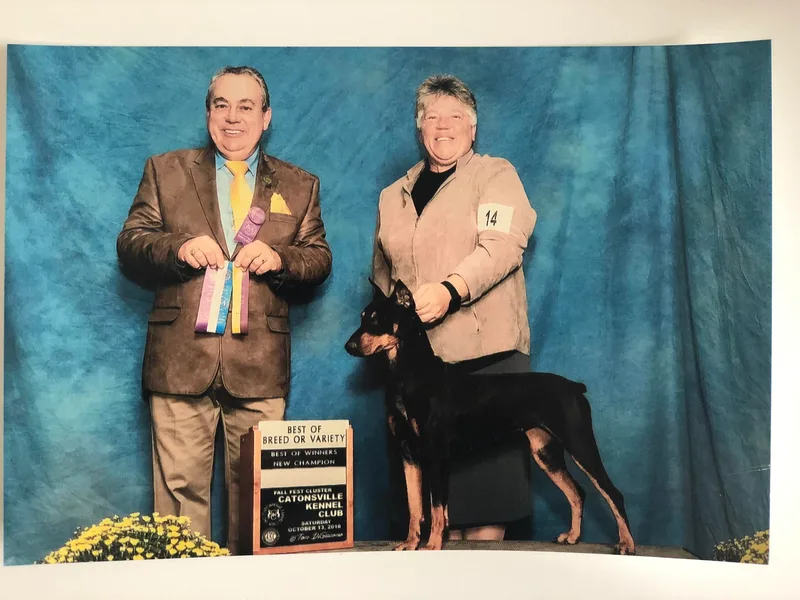 Chapel Heights German Pinschers photo 1