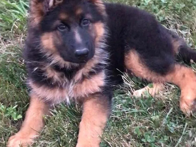 Chapel Hill Shepherds