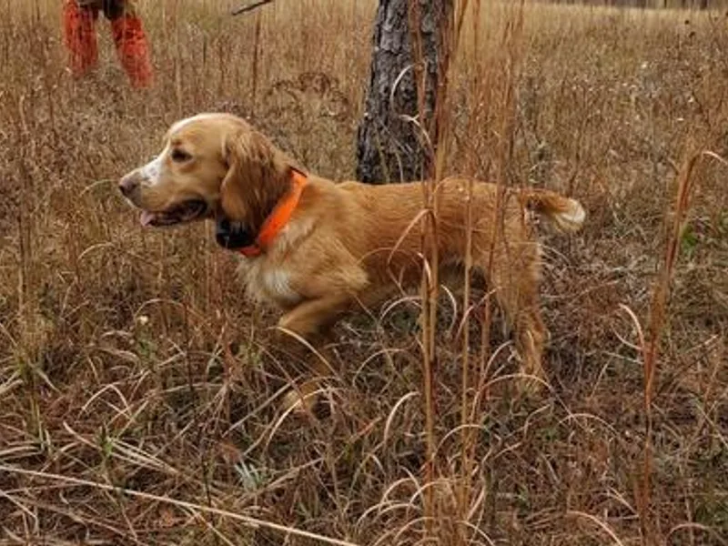 Chapman Bird Dogs