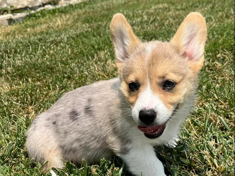 Chapman Corgis
