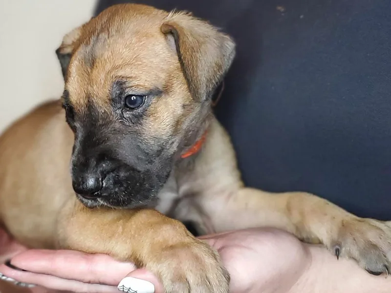 Chapman House of Danes