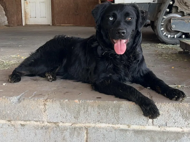 Chapman’s Australian Shepherds