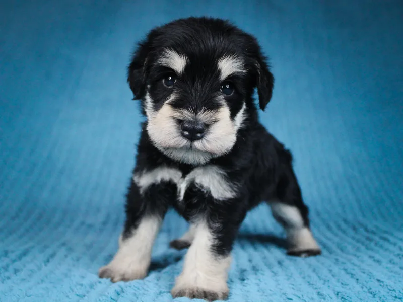 Chapman Schnauzers photo 1