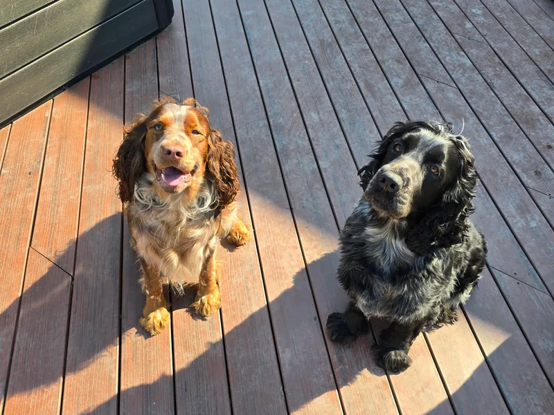 Chappell Hill Springers