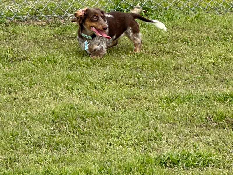 Chapter3 Kennels photo 1