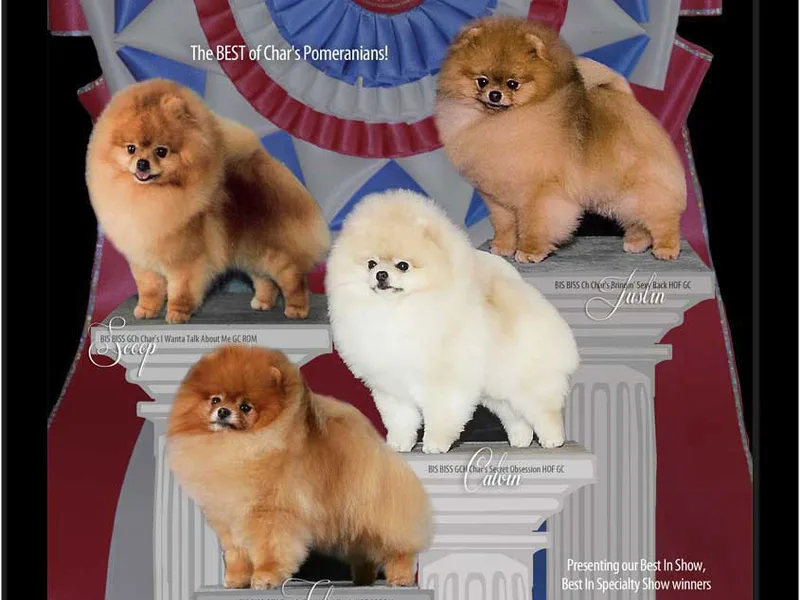 Char's Pomeranians