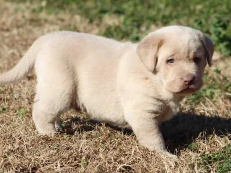 Charcoal And Silver Labs