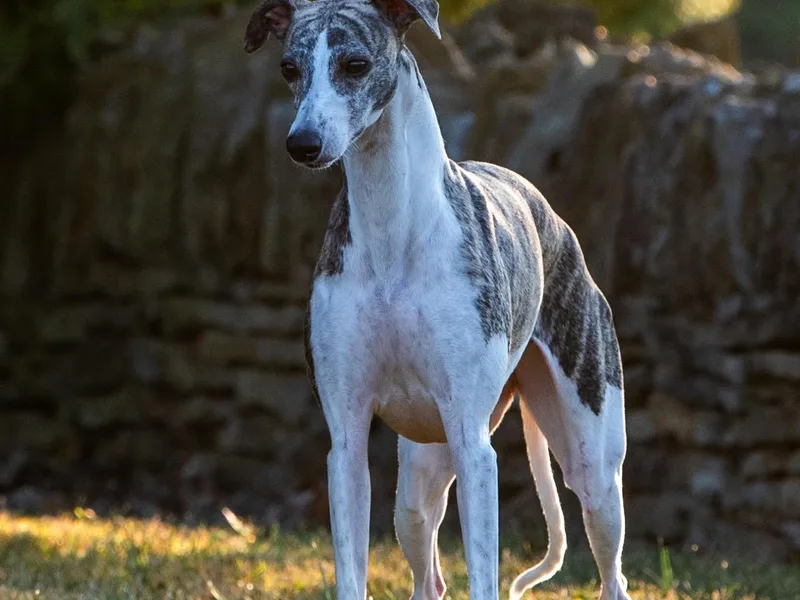 Charis Whippets