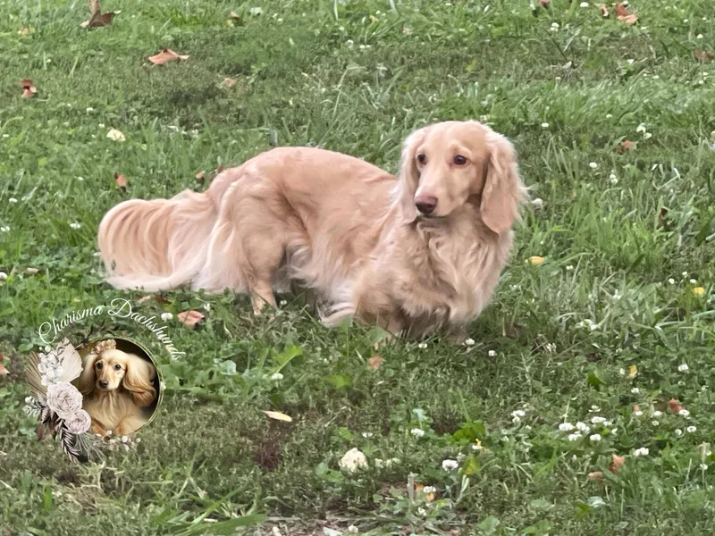 Charisma Dachshunds