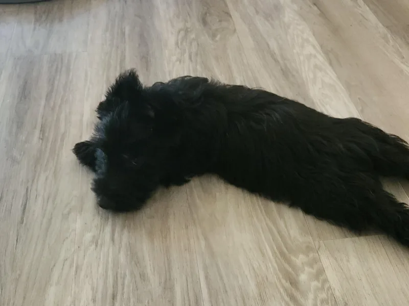 Charissa's Scottish Terriers