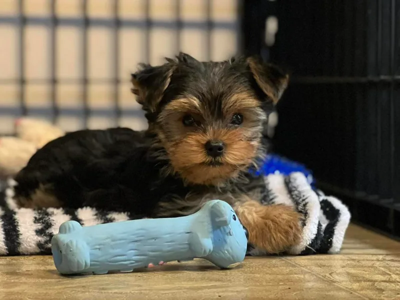 Charitabee’s Yorkies