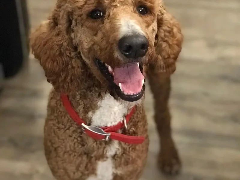 Charity Hill Poodles