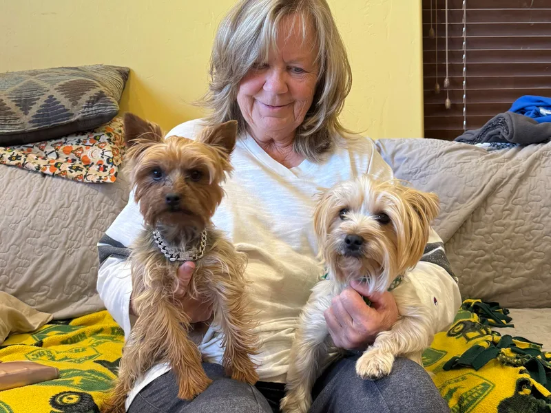 Charla's Yorkshire Terriers