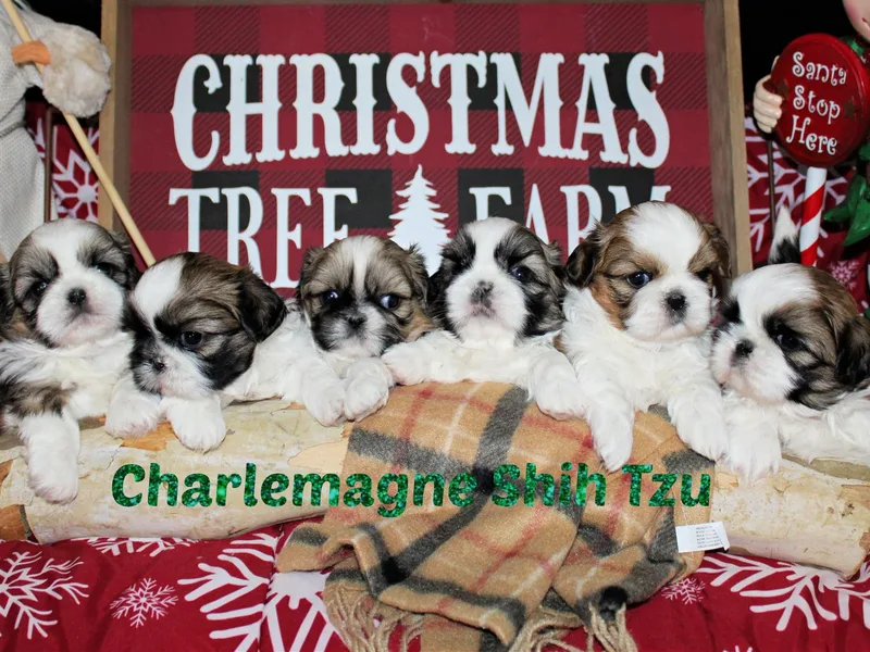 Charlemagne Shih Tzus