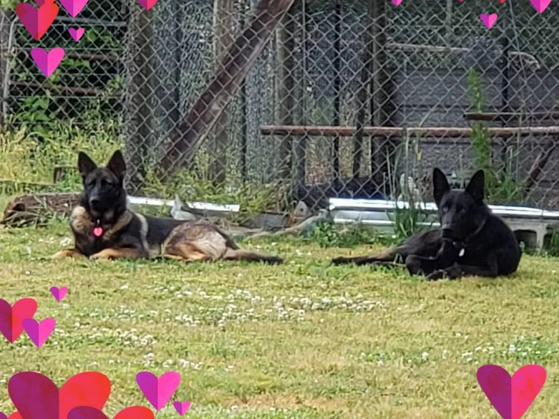 Charlene Best's German Shepherds