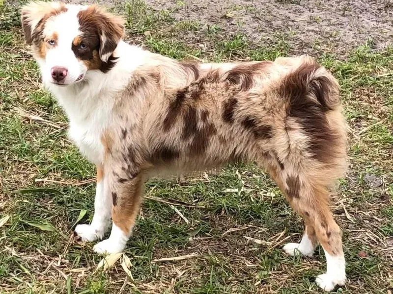 Charlene Brannon's Mini Australian Shepherds