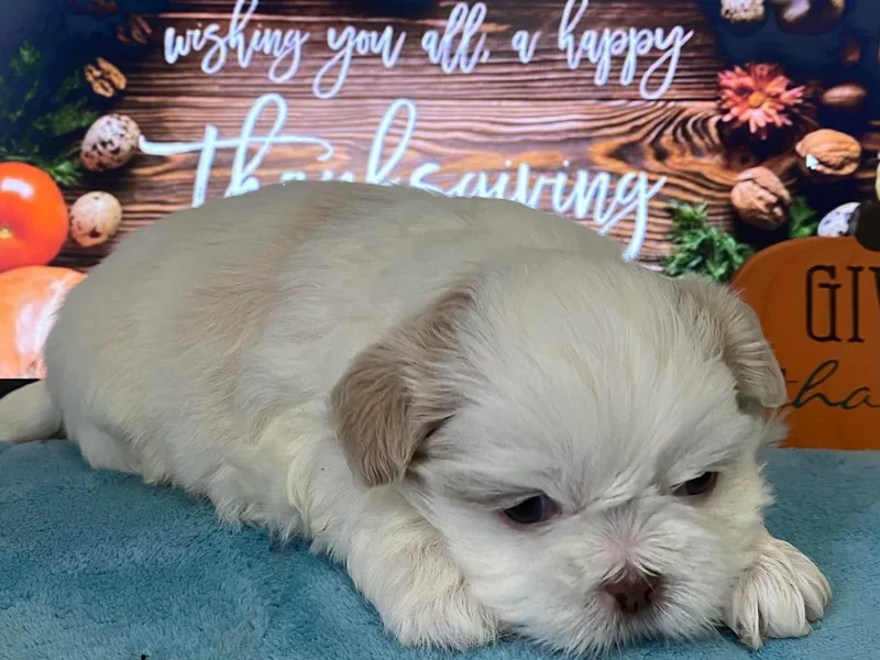 Charlene_shihTzupuppyLuv_eastprospect_PA