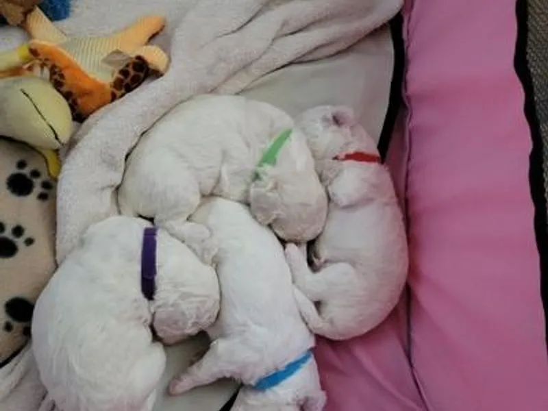 Charleston Bichon Puppies