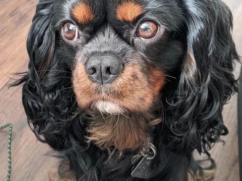 Charleston Cavaliers