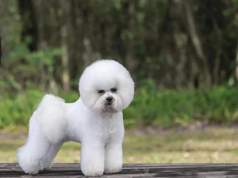 Charleston's Bichons