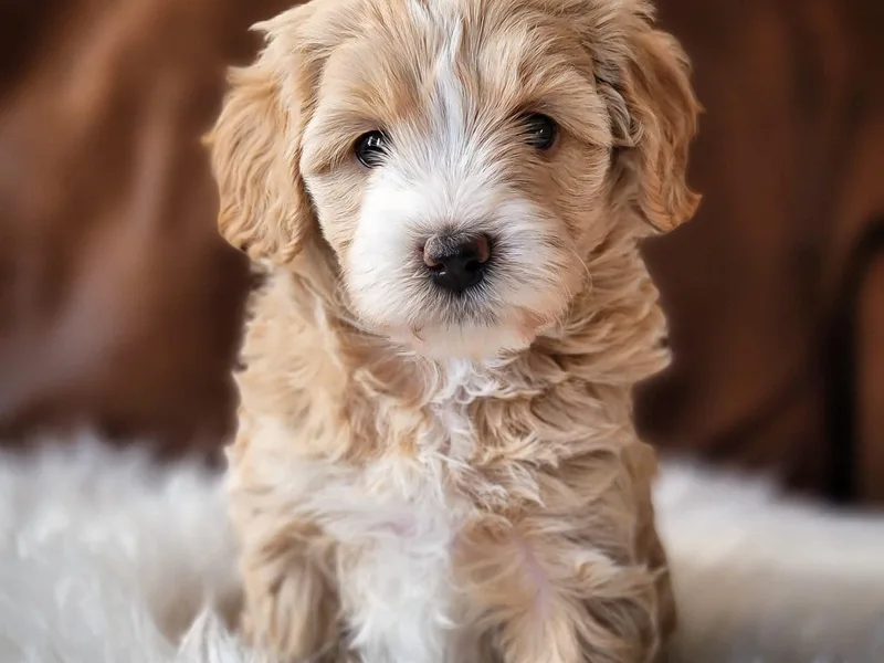 Charley's Goldendoodles