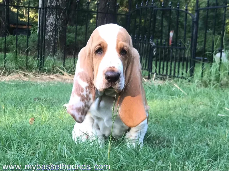 Charli Rose &amp; Co Basset Hounds