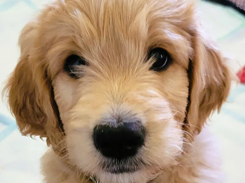 CharLia's Holistic English Cream Golden Retrievers &amp; Doodles