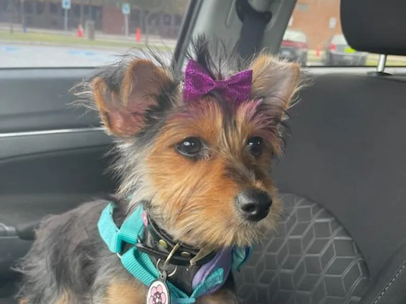 Charlie and Chase kennel