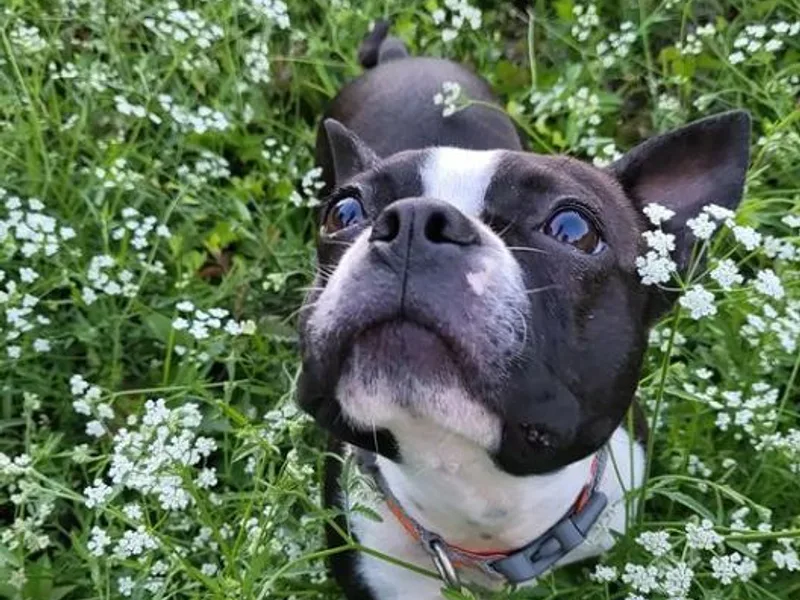 Charlie Chaplin Jr. Boston Terriers