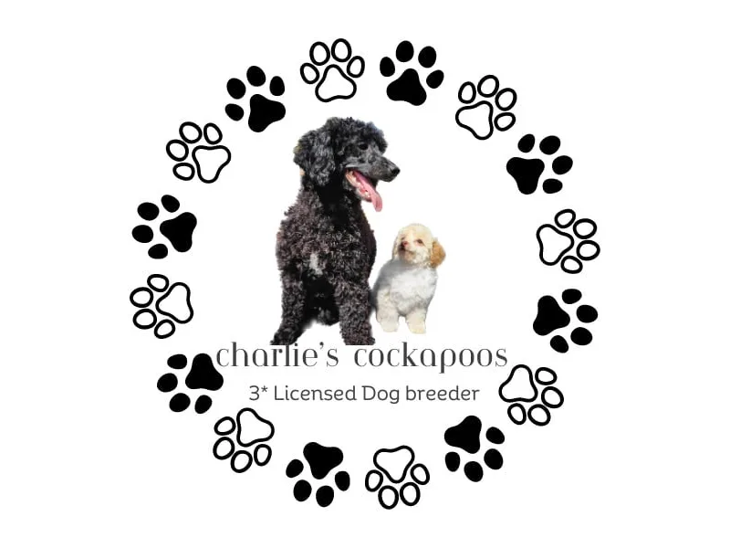 Charlie Cockapoos photo 1
