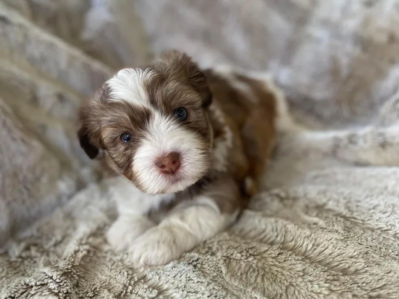 Charlie’s Havanese Angels