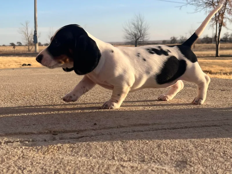 Charlie’s Mini Dachshunds