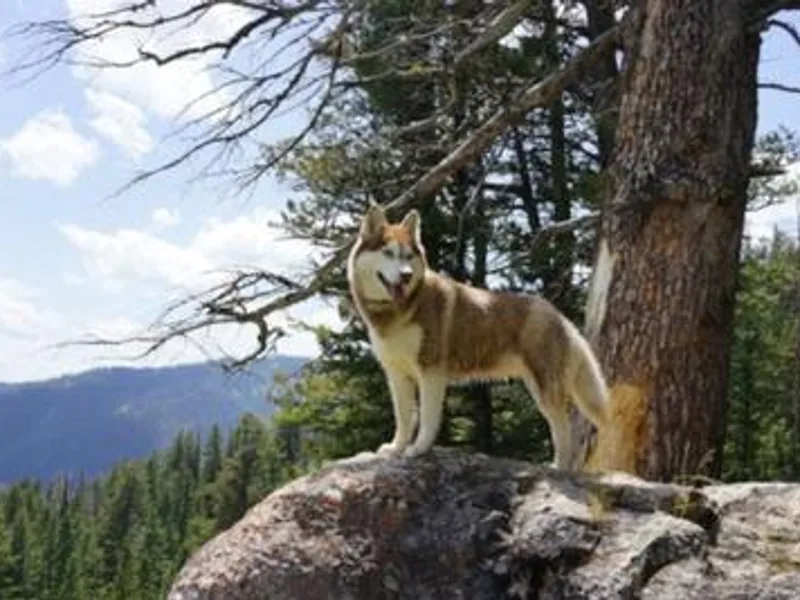 Charlie Stone's Siberian Huskies