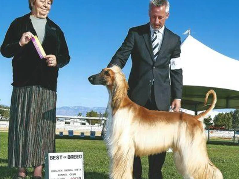 Charlotte Bender's Afghan Hounds photo 1