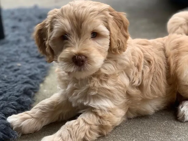 Charlotte Labradoodles photo 1