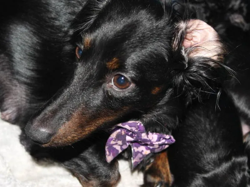 Charlotte's Dachshunds photo 1