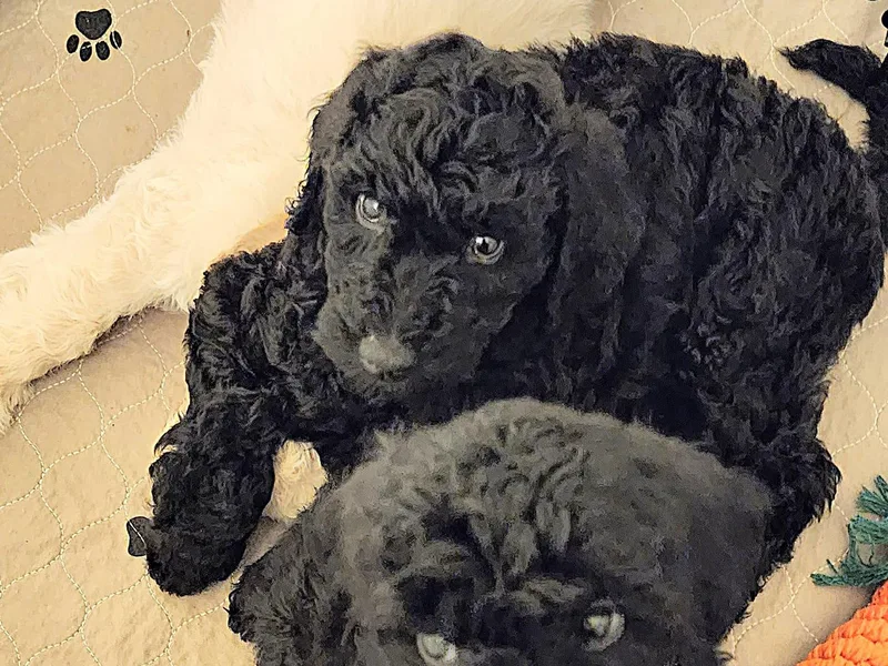 Charlotte's Goldendoodles