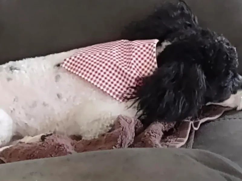 Charlotte's Poodle Babies