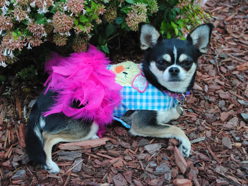 Charlotte's Web of Chihuahuas