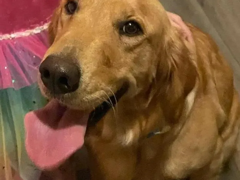 Charlottes Goldens