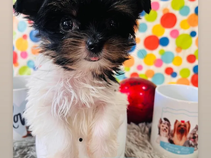 Charm City Yorkie Boutique